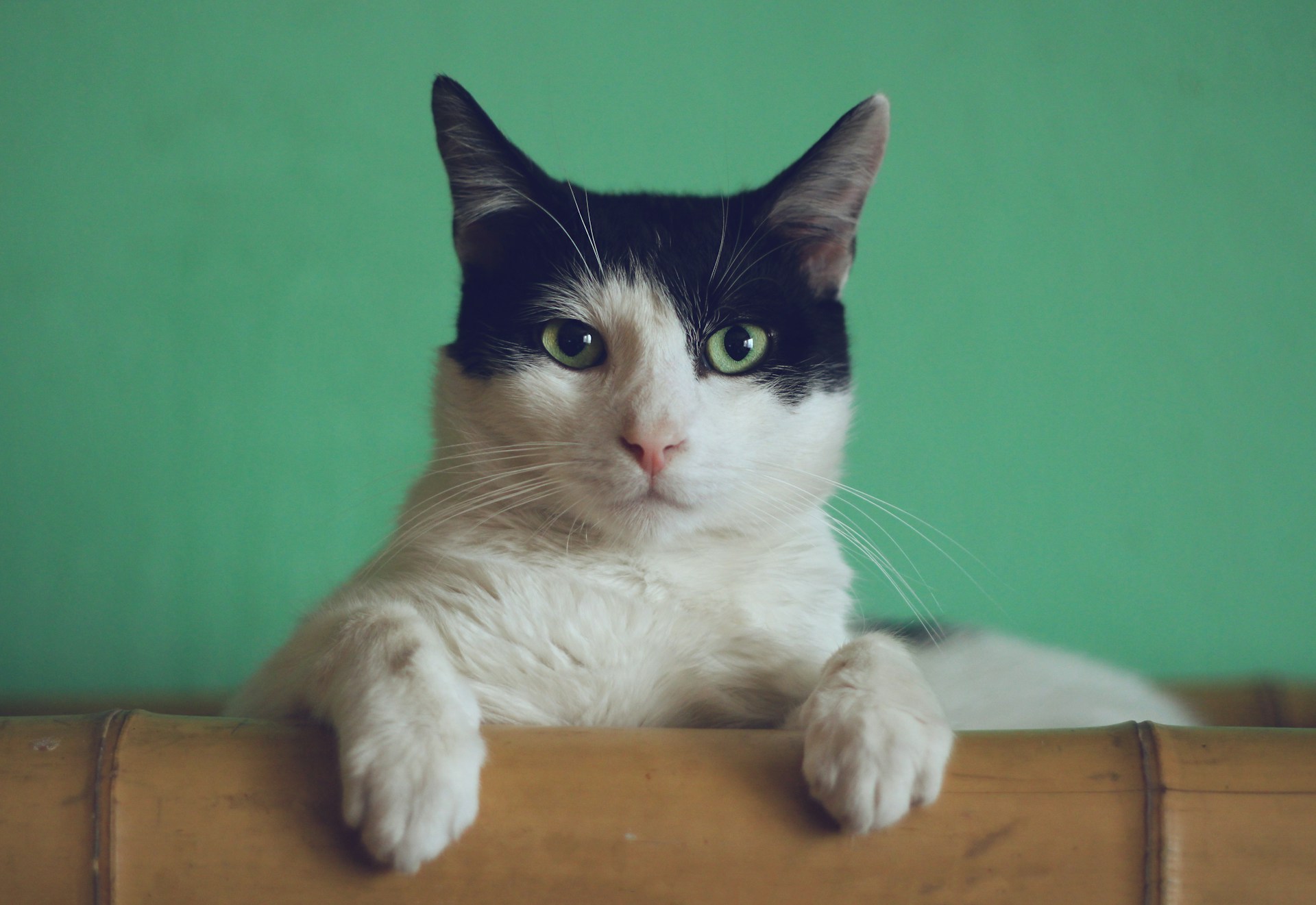 Elegante Katze mit leuchtenden Augen, mystisch beleuchtet